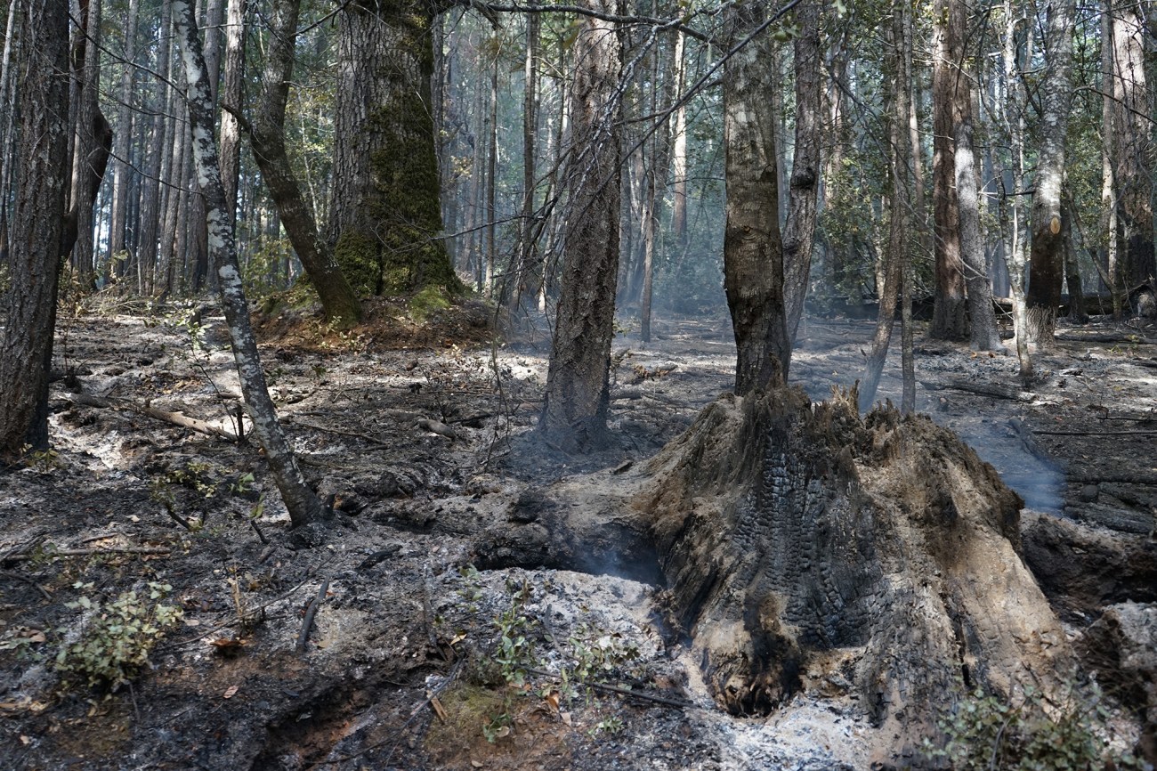 A stump smolders in a forest that looks charred but spacious after a controlled burn.