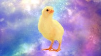 A blown-up yellow baby chicken hovers on a cosmic background of blue and purple clouds and stars.