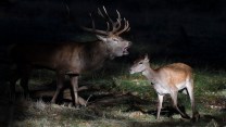 Red Deer Rutting In Richmond Park