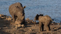 A one-year-old elephant calf approaches a white rhino to play, with dirt below them and a body of water behind them