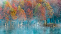 Red trees emerge from mist over a blue pond.