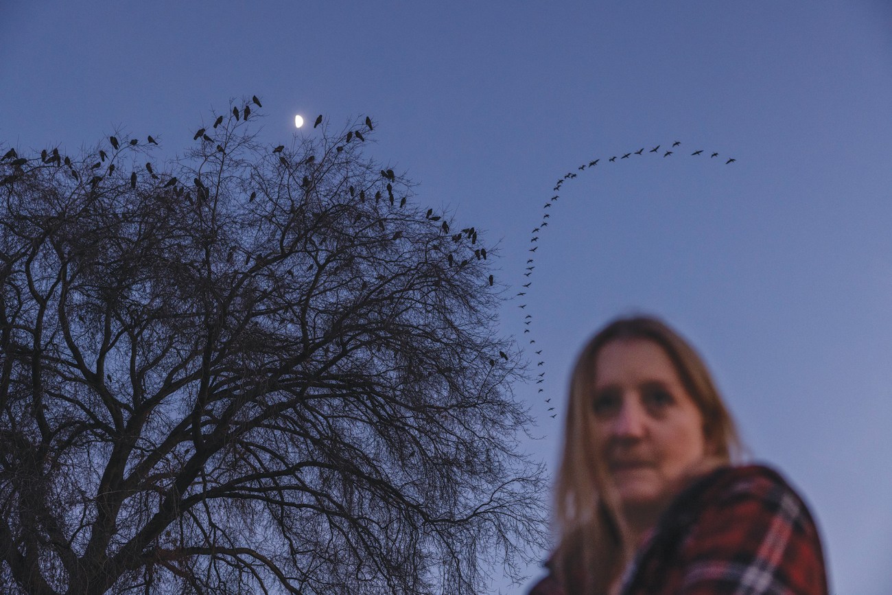 Woman in foreground standing under a tree filled with crows at dusk.