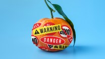 A tangerine sits on a blue background; it is covered in red and yellow stickers that read "Warning", "Danger" and "No GMO"