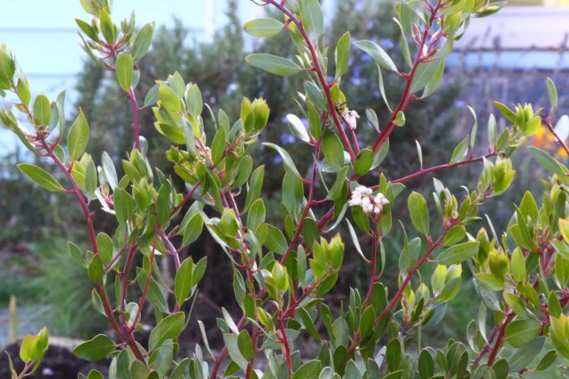 A close up of a tree with red branches and green leaves.