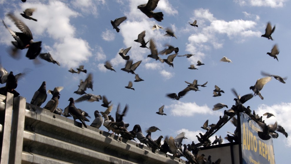 A flock of pigeons flying through the air with a blue sky and a few clouds in the background.