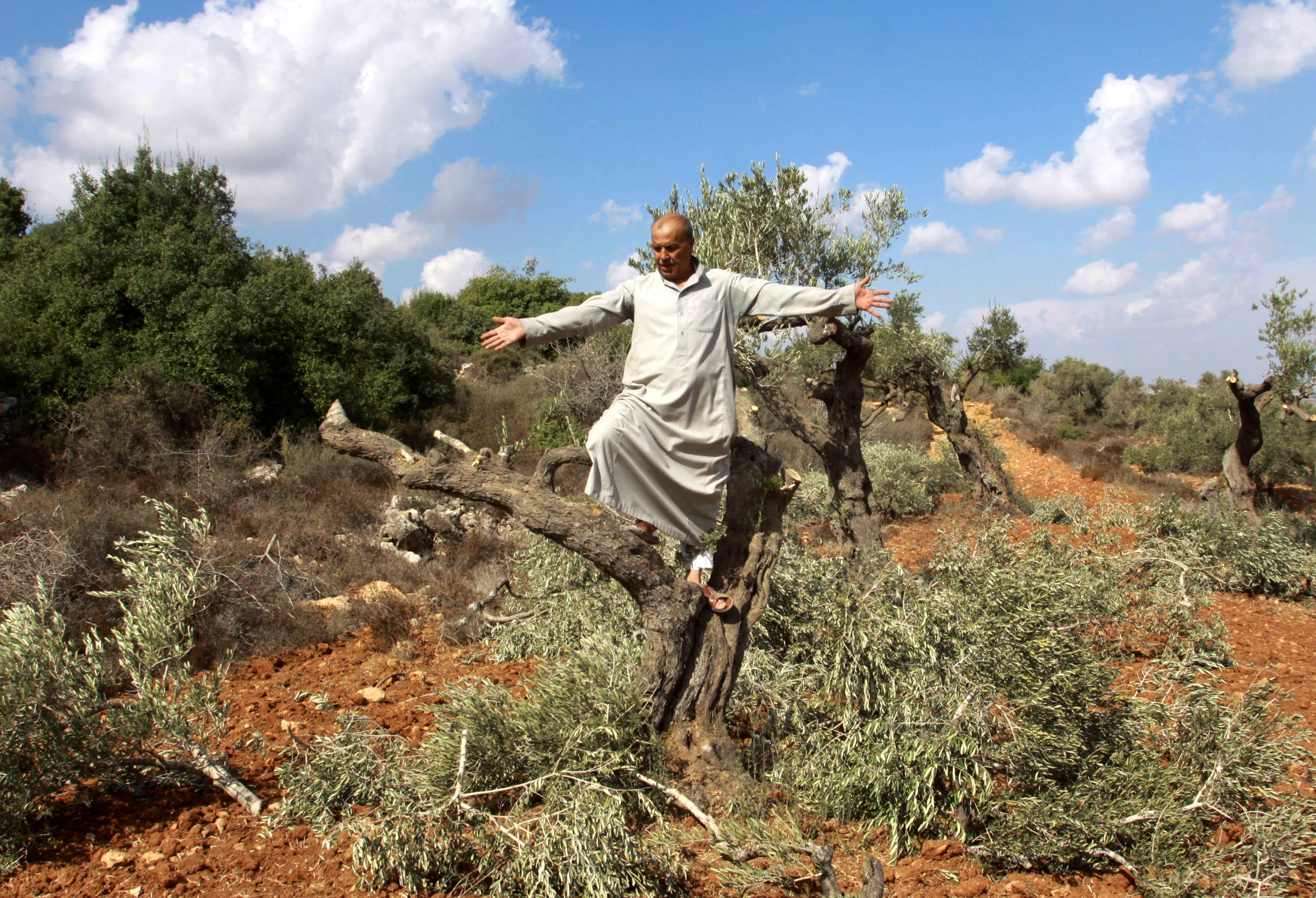 Man standing on a broken olive tree with his arms outstretched.