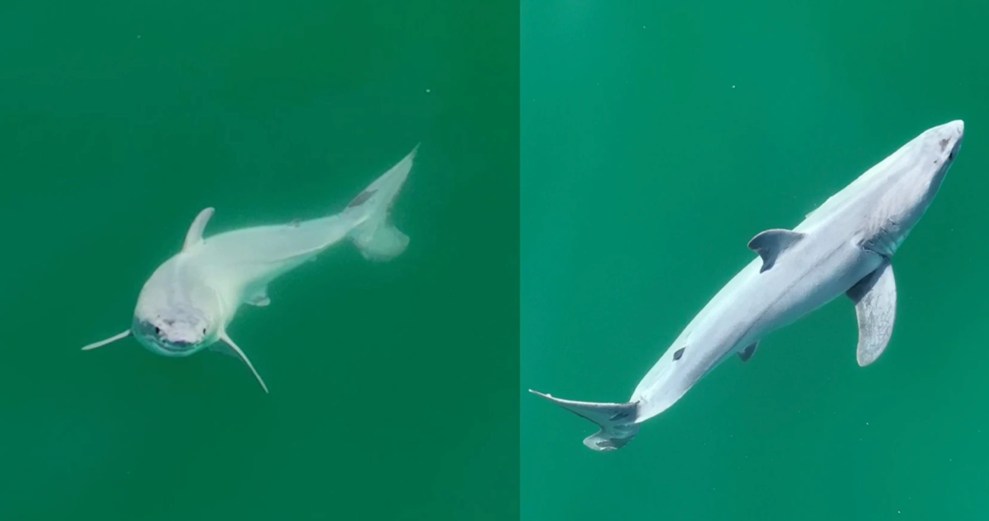 A small great white shark on green background