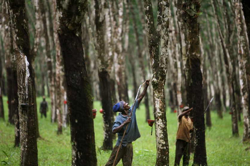 A man extracts latex from a rubber tree.