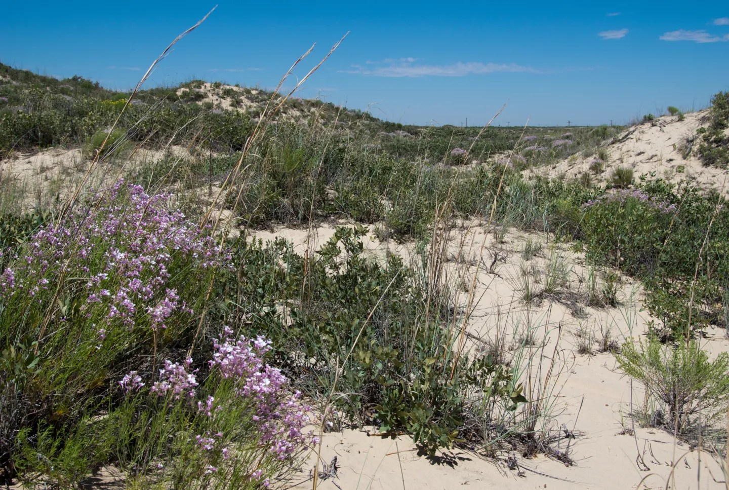 Sand dunes with purple flowers.