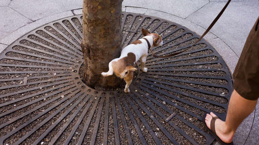 A brown and white dog lifts its left hind leg against the base of a tree on a city street. A person wearing brown shorts and brown flip flops stands on the outer edge of the frame on the right holding the dog's leash.