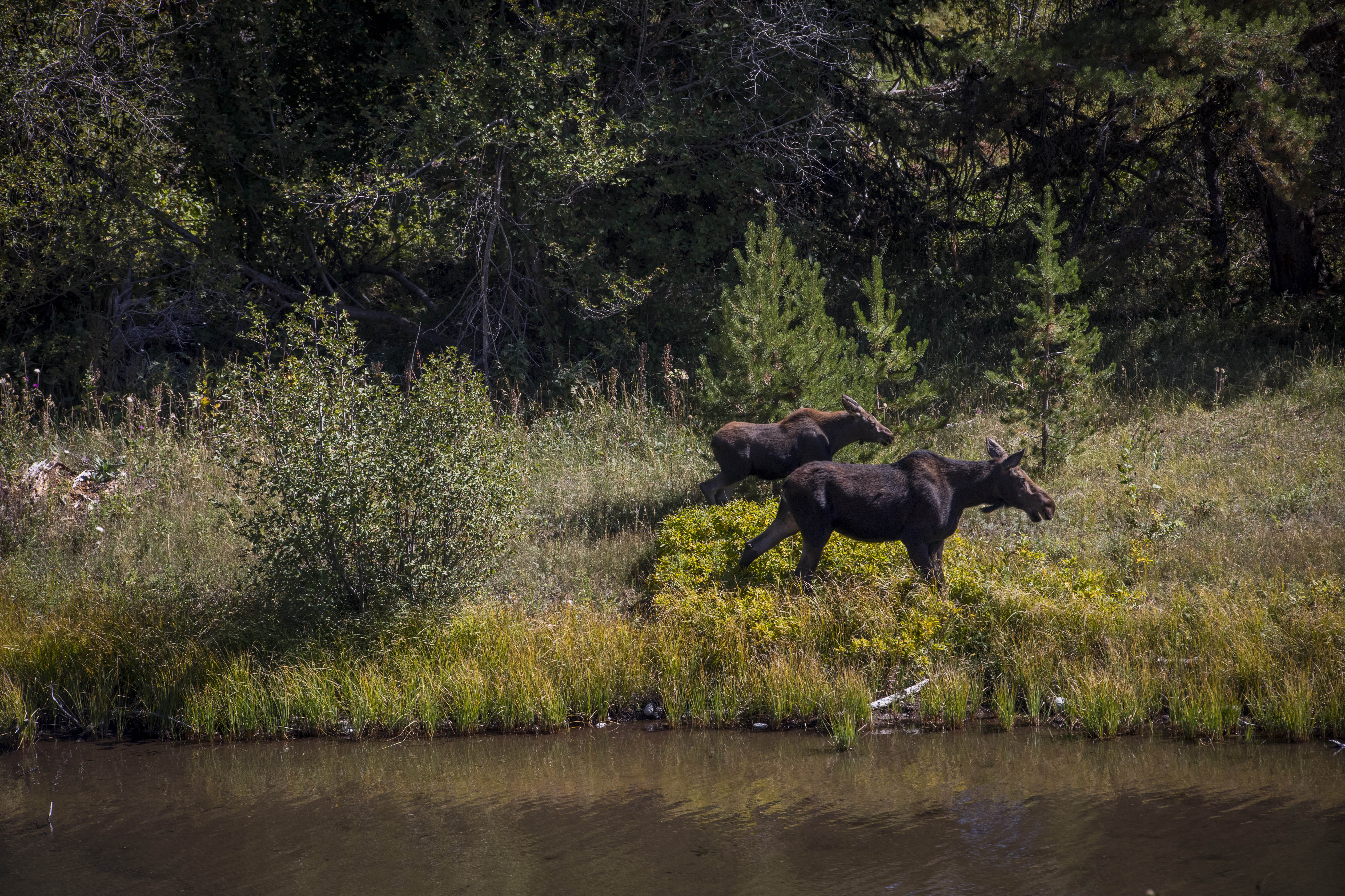 Two large brown animals by a river.
