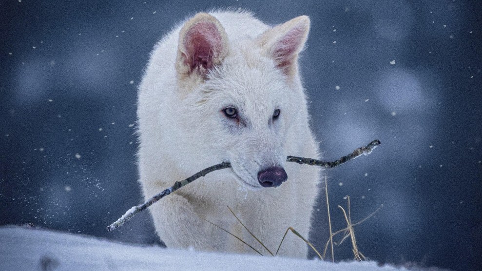 A while wolf holding a stick