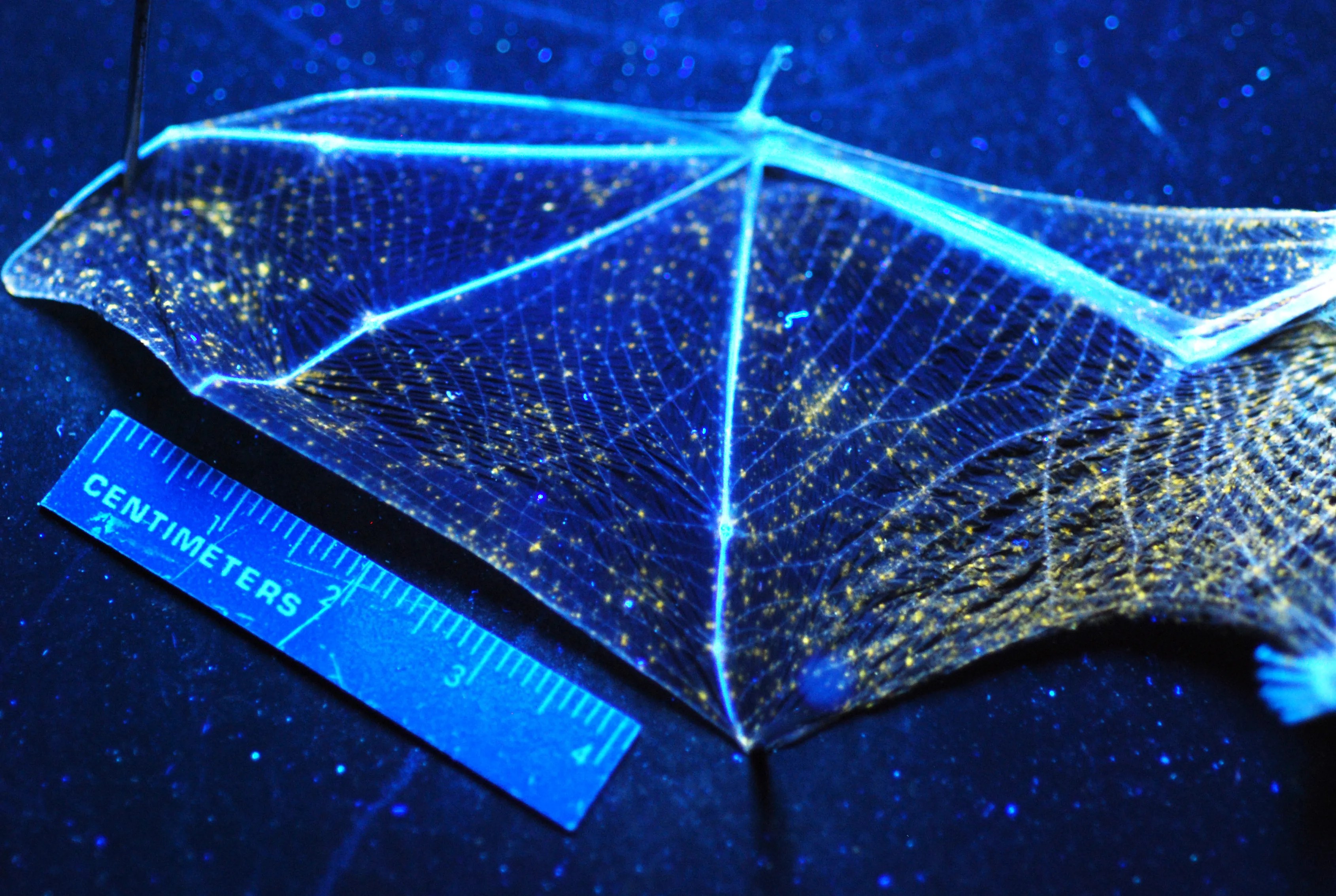 A bat wing alit under blue light.