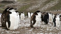 Penguins on brown ground with specks of snow.