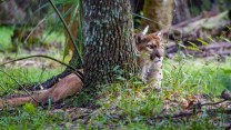 A light brown Florida Panther rests on green grass behind a tree, which blocks the middle of its body.