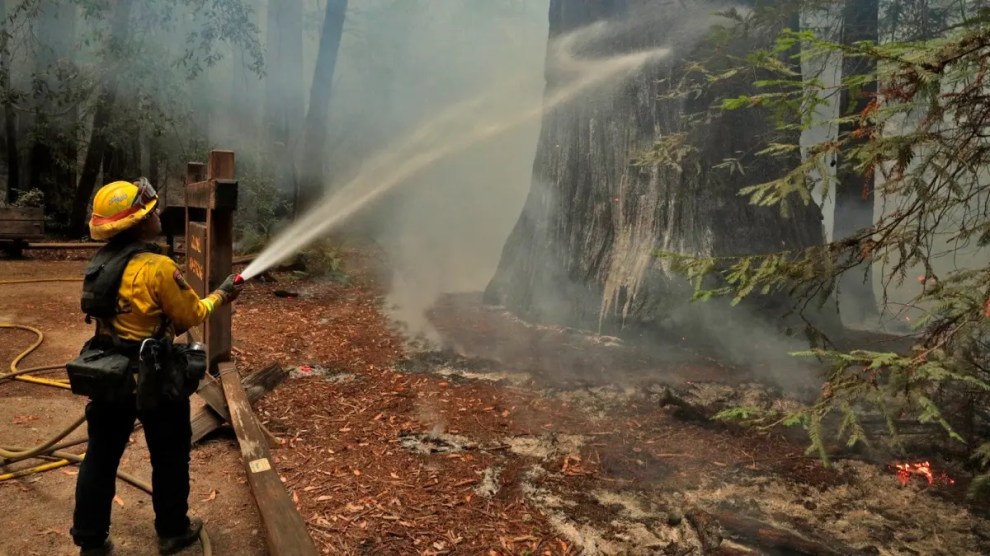 A person wearing a yellow helmet and turned away from the camera sprays from a hose onto the base of a large tree. There are smoldering embers at the base of the tree and smoke blanketing the forrest in the background.