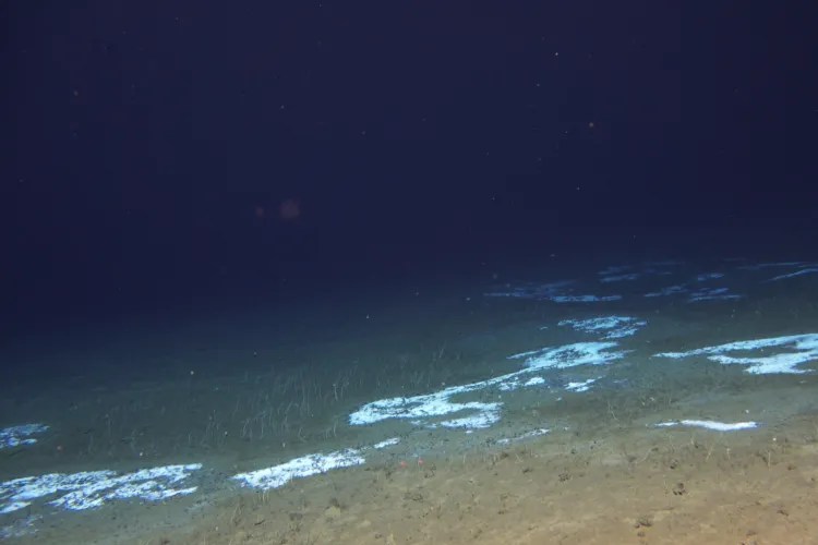 White clumps on the ocean floor.