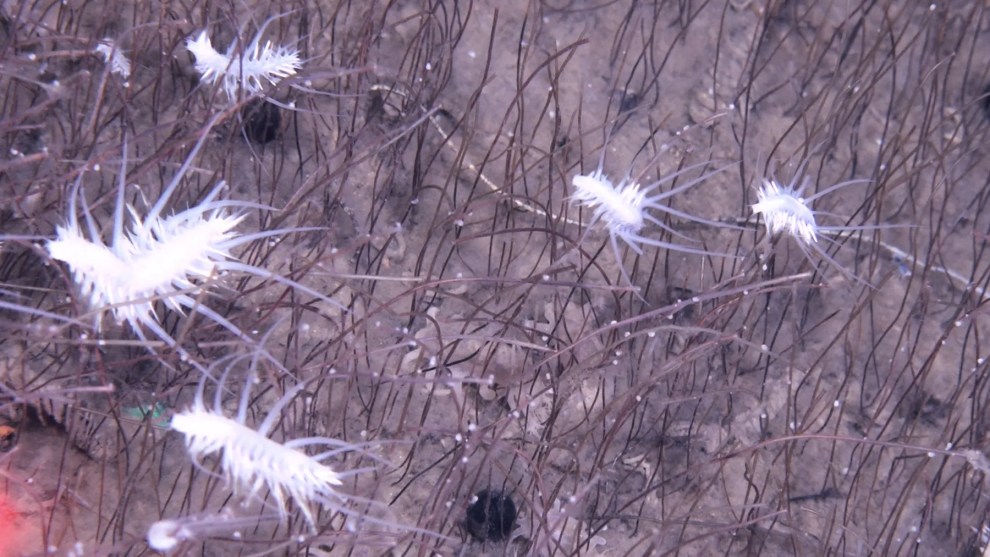 White, centipede-like worms underwater, floating between brown foliage.