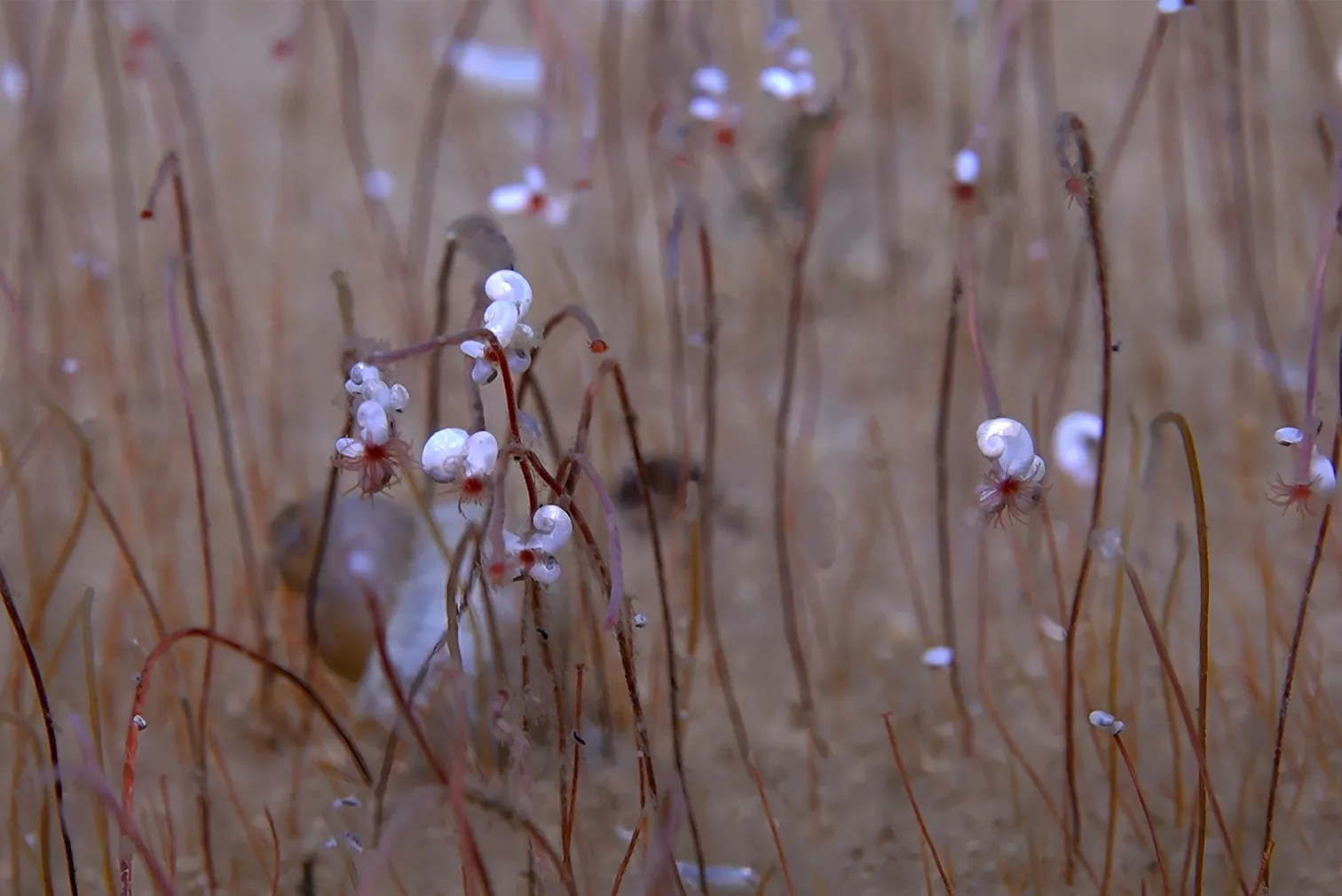 Red stalks with white clusters at the end coming up from the ocean floor.