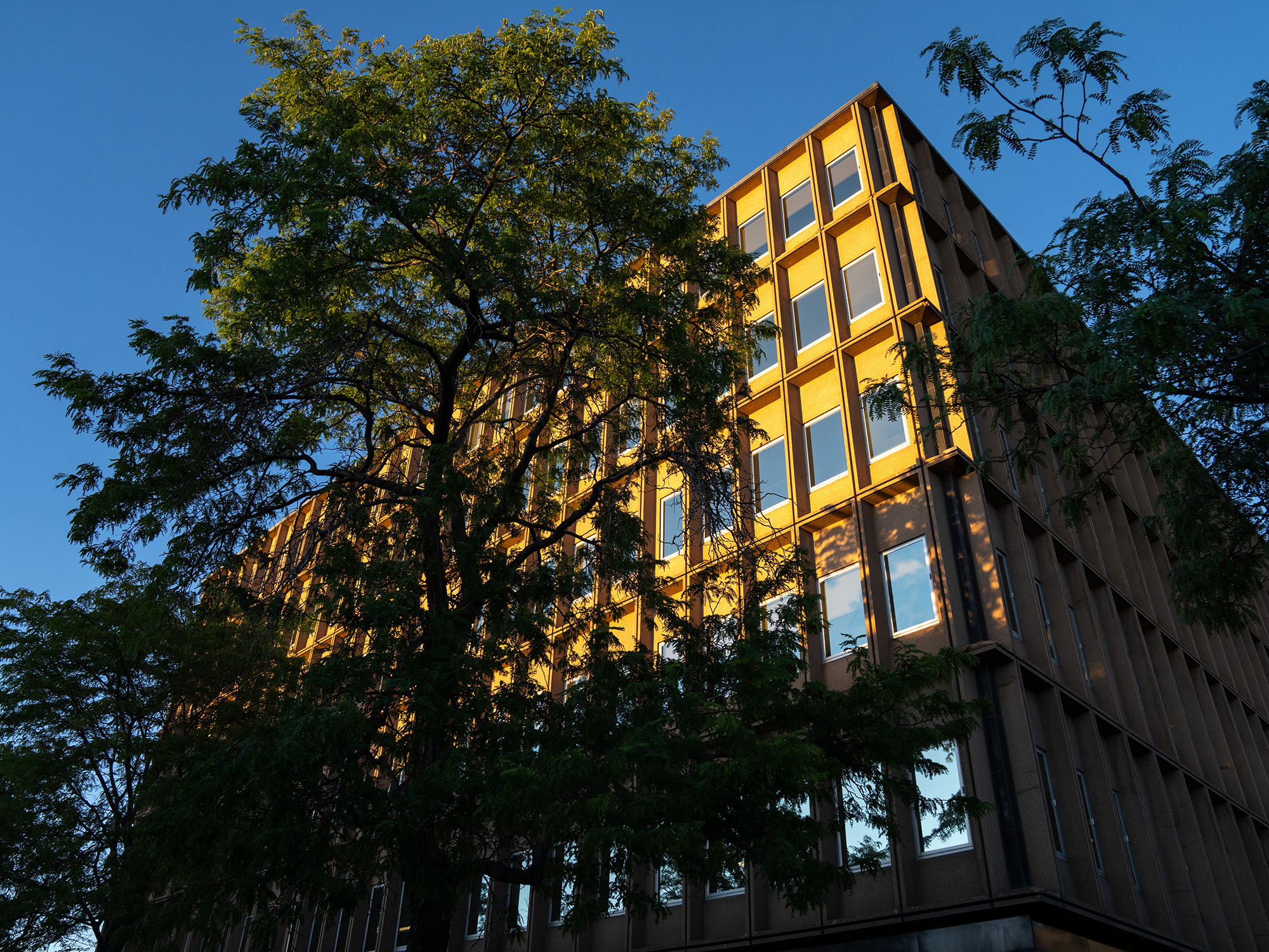 A large tree stands in front of a nondescript multistory office building.