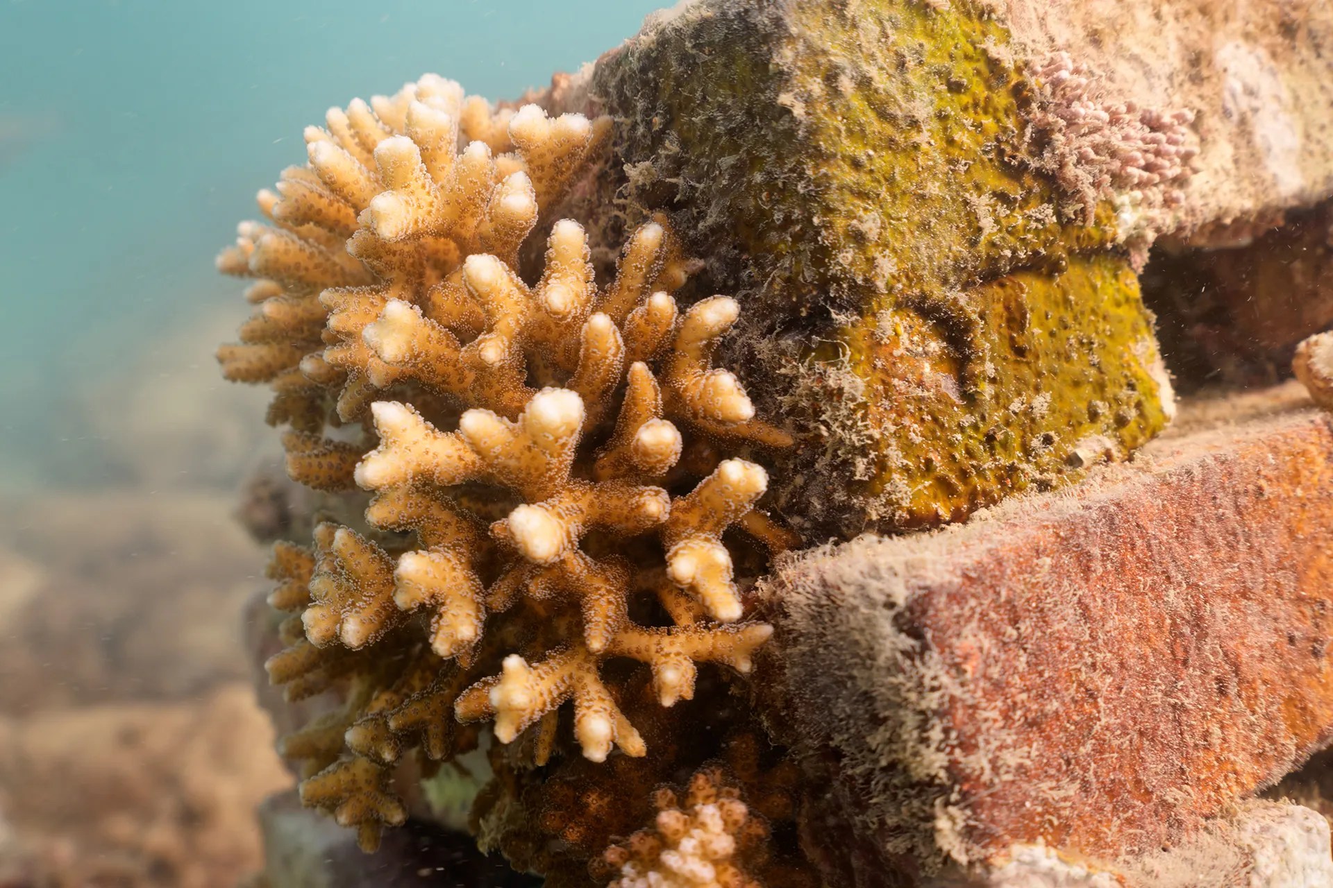Coral growing underwater on a brick.