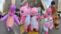 Three photos side by side show protesters in colorful inflatable animal costumes marching in Manhattan during the nationwide No Kings rallies. On the left, a person in a giant pink-and-purple rhino suit walks down Seventh Avenue among other demonstrators. In the center, two people dressed as bright pink axolotls pose together, one holding a small green flag that reads “Amphibians Against Fascism.” On the right, a person in a pink-and-blue unicorn inflatable holds a sign saying “We Have Friends Everywhere – nokings.org,” standing beside another protester in an orange dinosaur suit. Tall city buildings line the streets behind them.