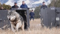 A wolf jumps out of a carrying cage