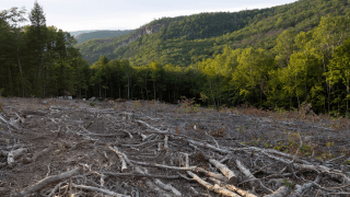 A stretch of logged forest with dead wood covering the ground.