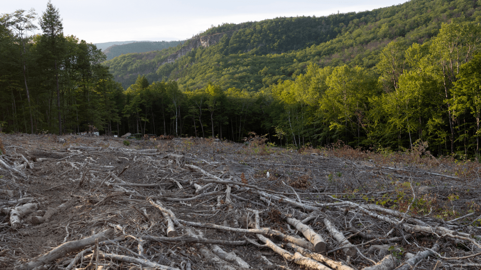 A stretch of logged forest with dead wood covering the ground.