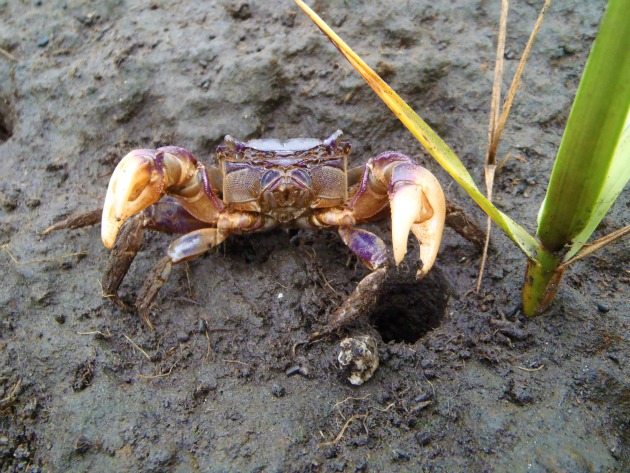 Purple marsh crab
