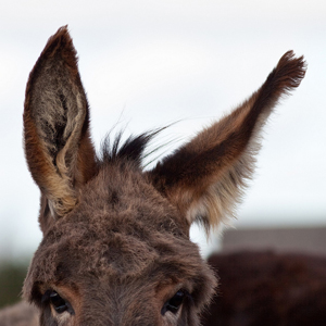 donkey ears