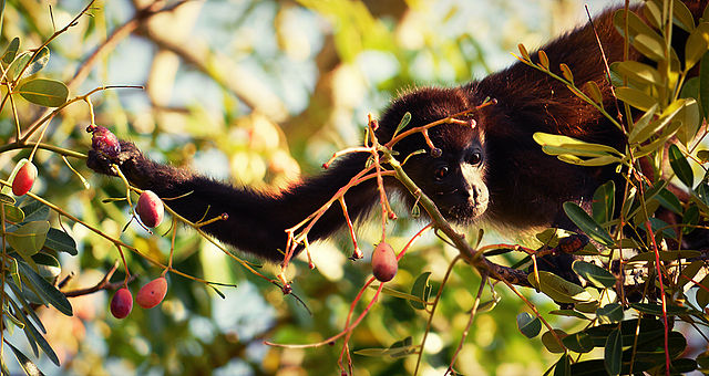 Juvenile howler monkey picking berries: Alphamouse via Wikimedia Commons