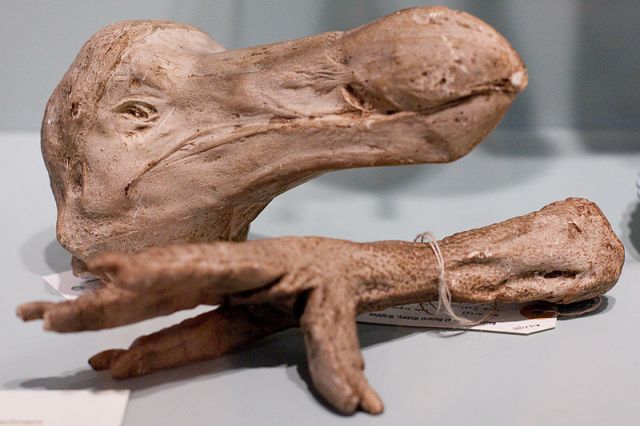Plaster cast of a dried DoDo bird at the Brighton Museum. The Oxford University Museum of Natural History owns the only remaining Dodo tissue samples. Photo by Ed Schipul, courtesy Wikimedia Commons.