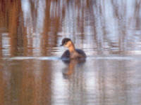 The only known photograph of an Alaotra Grebe, confirmed extinct this year. Photo by Paul Thompson, courtesy Wikimedia Commons.