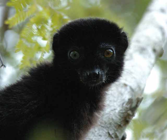 The blue-eyed black lemur is the only primate species (besides humans) with blue eyes © Conservation International/photo by Russell A. Mittermeier