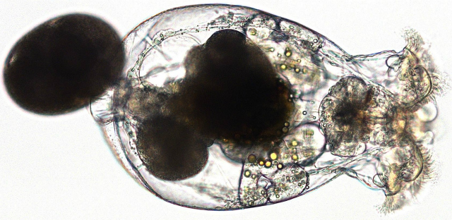 Female rotifer, Brachionus manjavacas, with eggs: R. Ric-Martinez et al. Invironmental Pollution. http://dx.doi.org/10.1016/j.envpol.2012.09.024