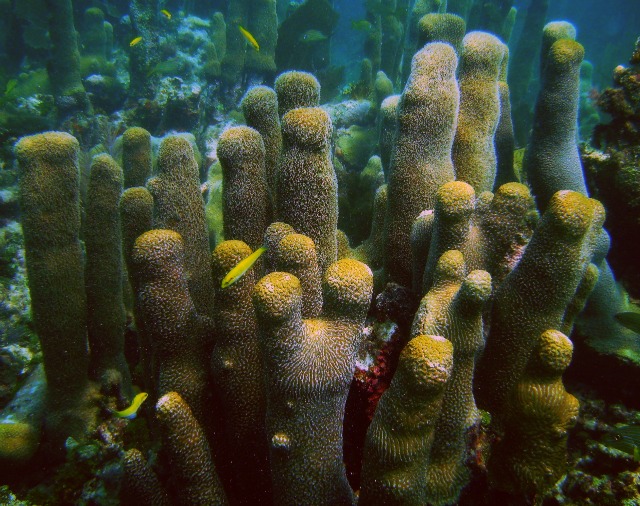 Pillar coral in the Florida Keys: NOAA
