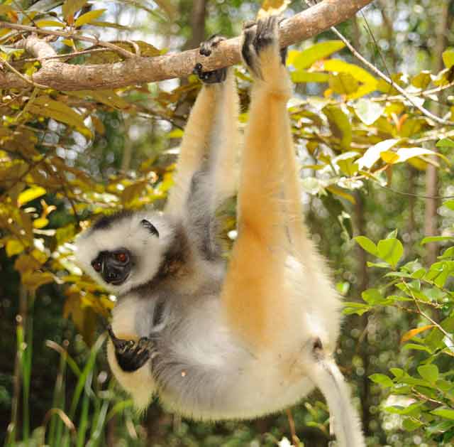 The diademed sifaka hangs out. © Conservation International/photo by Russell A. Mittermeier