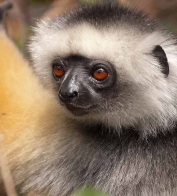 The diademed sifaka, a colorful species of lemur © Conservation International/photo by Russell A. Mittermeier