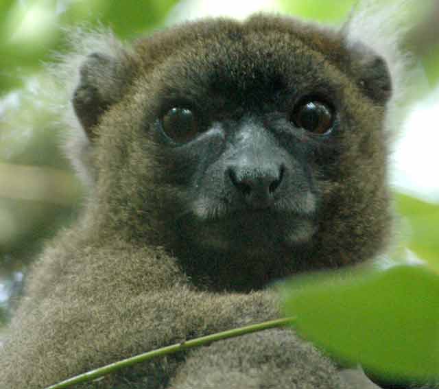 Weighing in at about five pounds, the greater bamboo lemur is the biggest of all the lemur species.  © Conservation International/photo by Russell A. Mittermeier