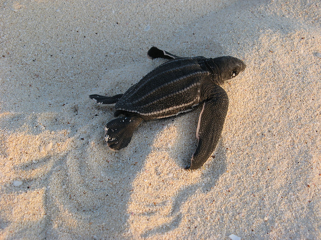 Leatherback sea turtle hatchling: Ken Clifton | algaedoc via Wikimedia Commons