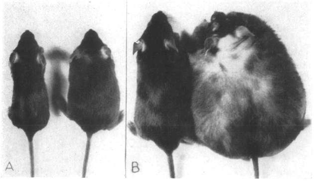 Admit it, we're the cutest mice you've seen in this post. The Journal of Heredity