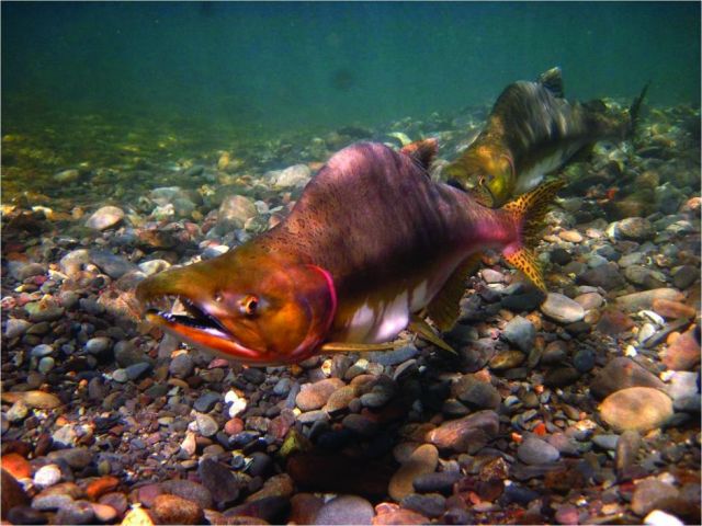 Pink salmon (Oncorhynchus gorbuscha): NOAA | Fisheries Service