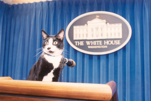 The Clinton's cat, Socks, in the White House Press Briefing Room.