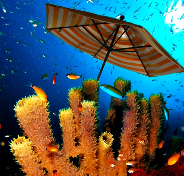 Coral reef image: Nick Hobgood via Wikimedia Commons; beach umbrella: Loren Sztajer via Flickr 