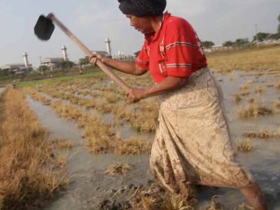 A rice farmer hoes her crop in front of the ExxonMobil facility in Lhoksukon, Aceh.  Emily Johnson
