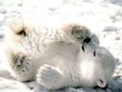 baby-polar-bear.jpg