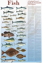 img_posters_114-Sustainable-Fish.jpg