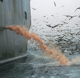 A factory trawler fishing for pollack discharges ground-up bycatch.