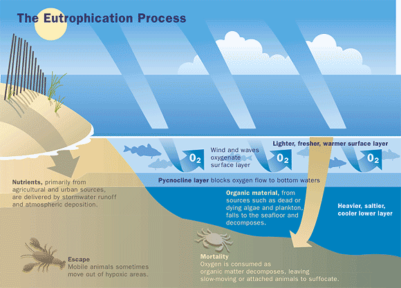 The Eutrophication Process chart